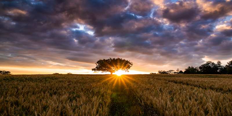 tree-sunset-field-understanding-lost-profit-damages