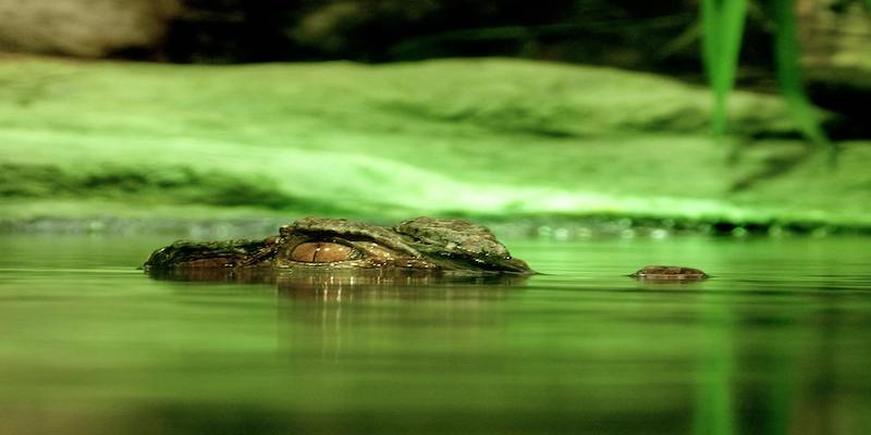 alligator-underwater-hidden-risk