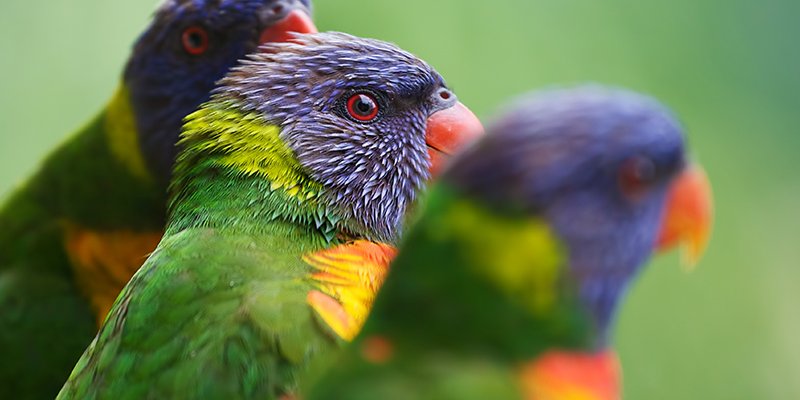 three-exotic-birds-three-valuation-methods-cryptocurrency-valuation-divorce-blog